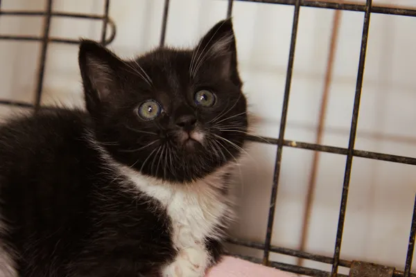 Znaleziono kota, Sosnowiec, 4 września 2025 (1/2)