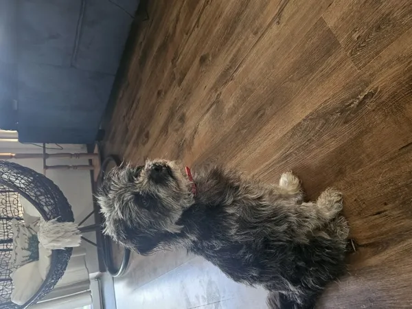 Znaleziono psa, Łódź, 5 września 2025