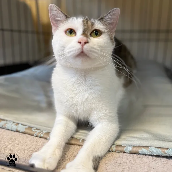 Kot do adopcji, Gdynia, 5 września 2025 (3/4)