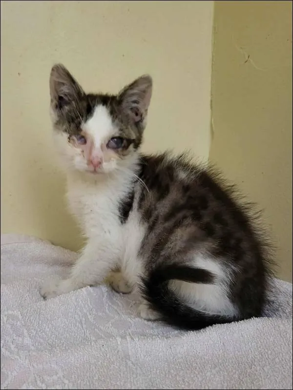 Znaleziono kota, Grudziądz, 4 września 2025