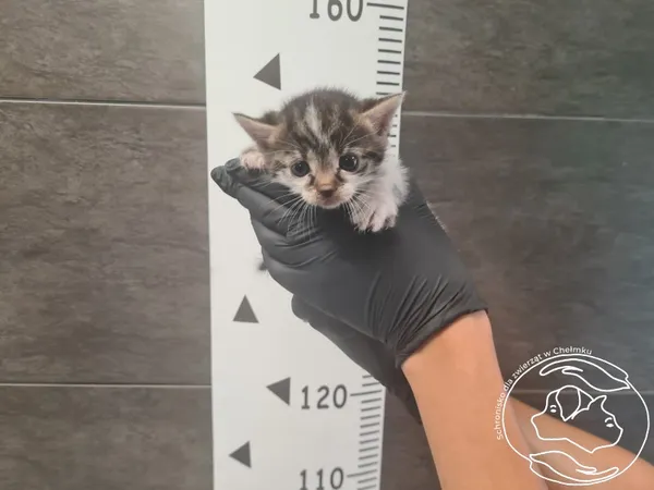 Znaleziono kota, Chełmek, 4 września 2025