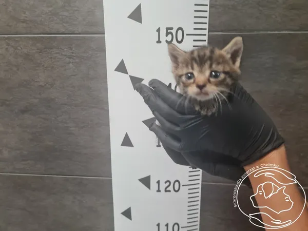 Znaleziono kota, Chełmek, 4 września 2025