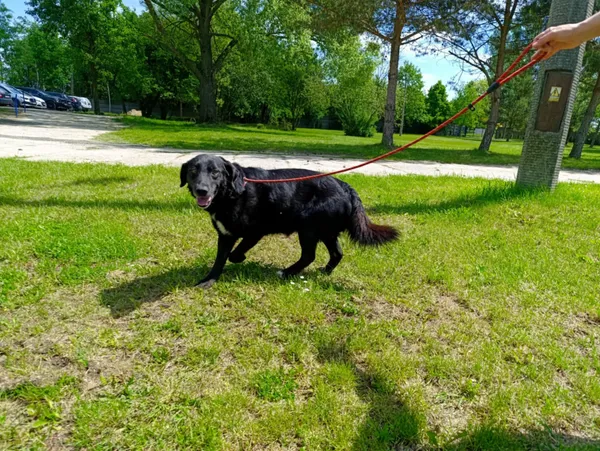 Pies do adopcji, Bełchatów, 12 lutego 2025 (1/5)