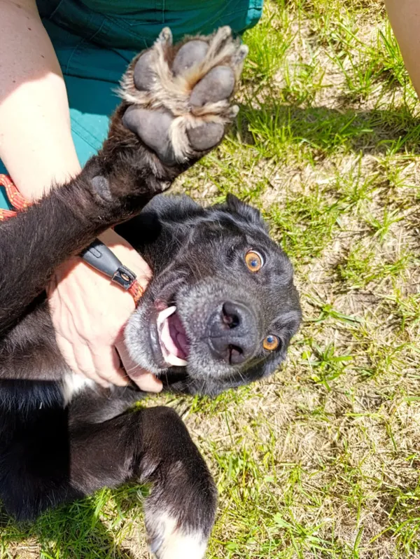 Pies do adopcji, Bełchatów, 12 lutego 2025 (4/5)