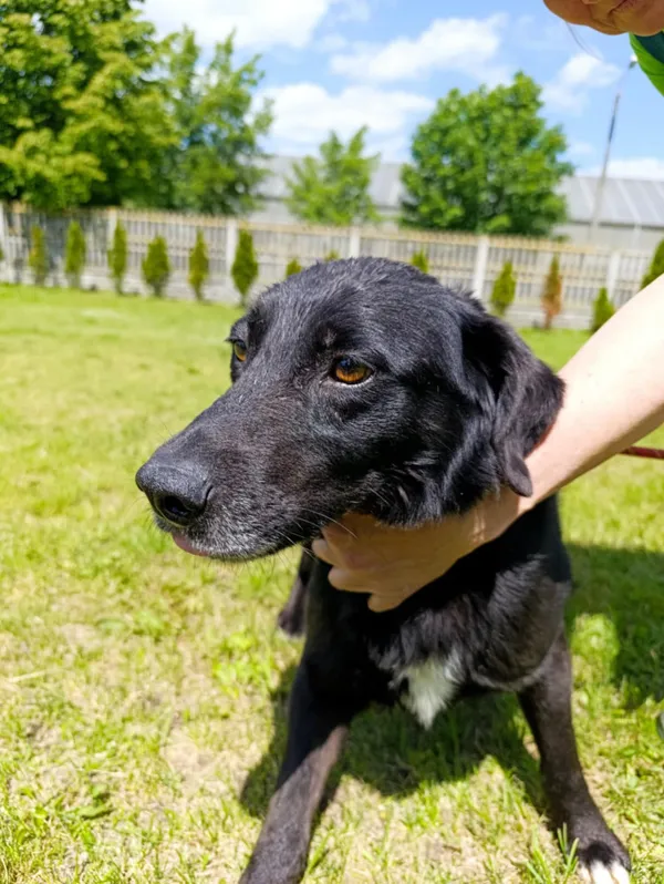 Pies do adopcji, Bełchatów, 12 lutego 2025 (5/5)