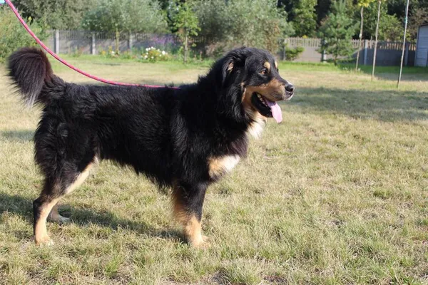 Pies do adopcji, Bełchatów, 23 lipca 2025 (2/5)