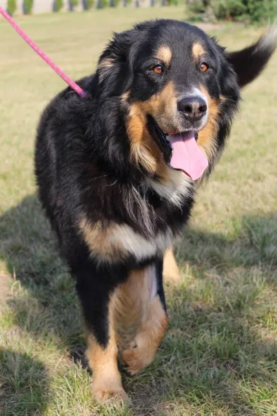 Pies do adopcji, Bełchatów, 23 lipca 2025 (3/5)