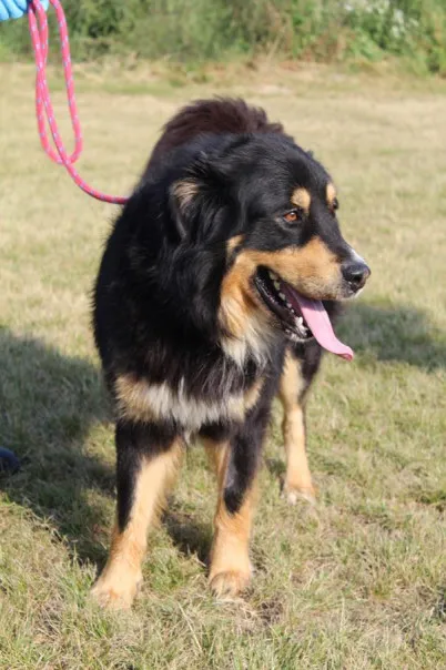 Pies do adopcji, Bełchatów, 23 lipca 2025 (4/5)