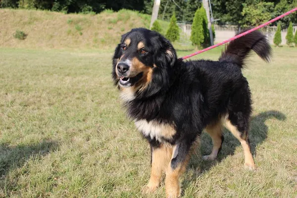 Pies do adopcji, Bełchatów, 23 lipca 2025 (5/5)