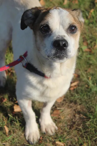 Pies do adopcji, Bełchatów, 24 lipca 2025 (1/5)