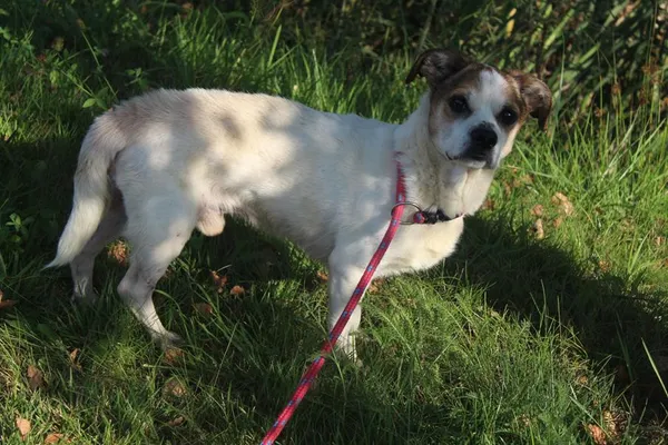 Pies do adopcji, Bełchatów, 24 lipca 2025 (3/5)