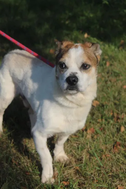 Pies do adopcji, Bełchatów, 24 lipca 2025 (4/5)