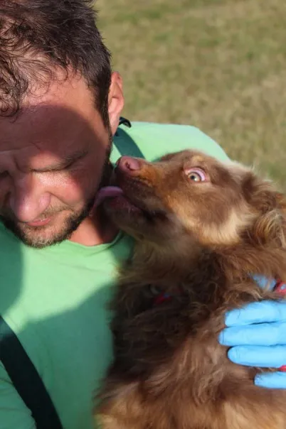 Pies do adopcji, Bełchatów, 28 lipca 2025 (2/5)