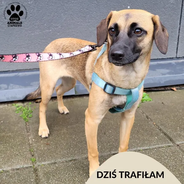 Znaleziono psa, Gdynia, 30 sierpnia 2025