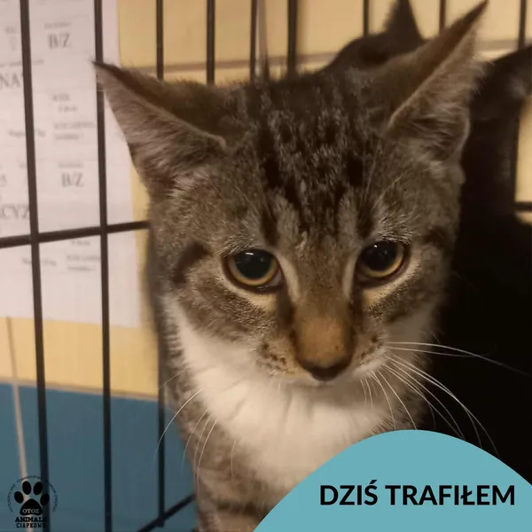 Znaleziono kota, Gdynia, 25 sierpnia 2025