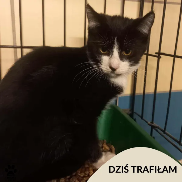 Znaleziono kota, Gdynia, 25 sierpnia 2025