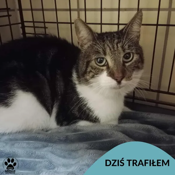 Znaleziono kota, Gdynia, 22 sierpnia 2025