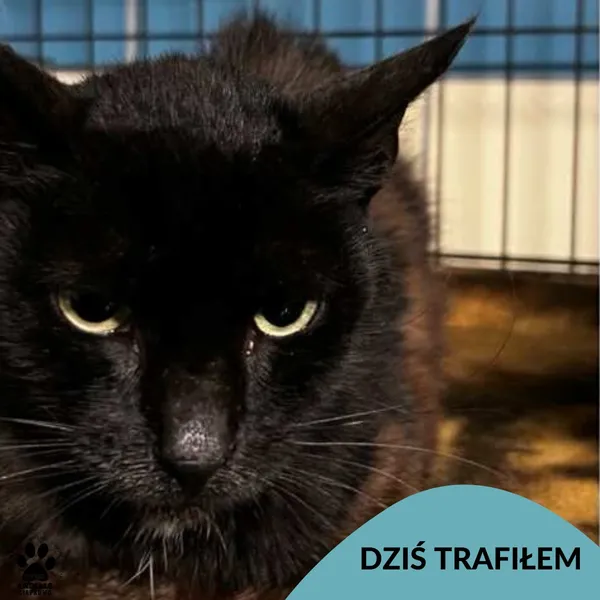 Znaleziono kota, Gdynia, 19 sierpnia 2025