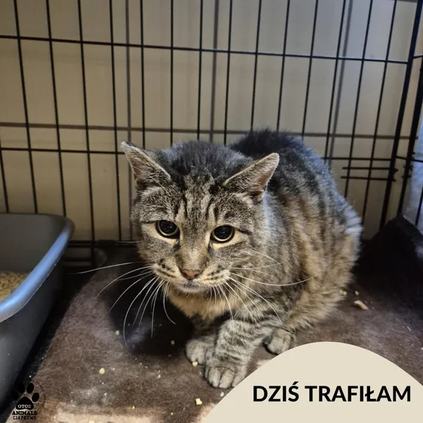 Znaleziono kota, Gdynia, 19 sierpnia 2025