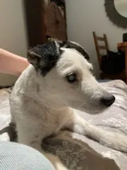 Zaginął pies, Łódź, 5 września 2025