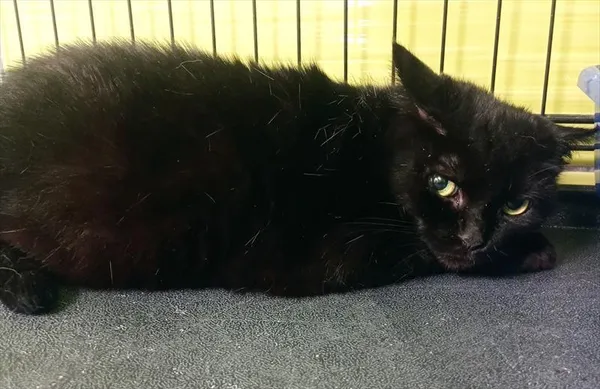 Kot do adopcji, Racibórz, 5 września 2025