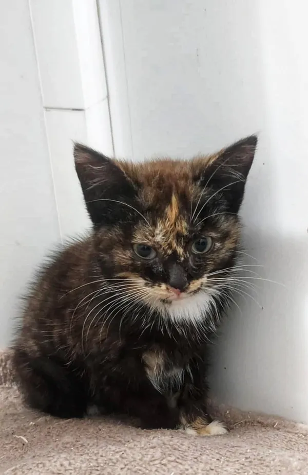 Oddam kota, Olsztyn, Podgrodzie, 6 września 2025 (2/2)