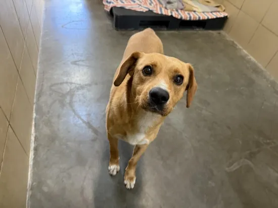 Pies do adopcji, Kraków, 22 sierpnia 2025