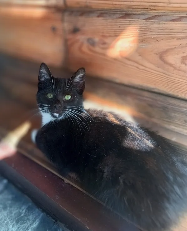 Oddam kota, Olsztyn, Kortowo, 6 września 2025