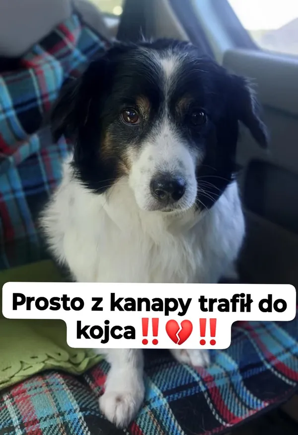 Oddam psa, Gdańsk, Oliwa, 6 września 2025 (1/4)