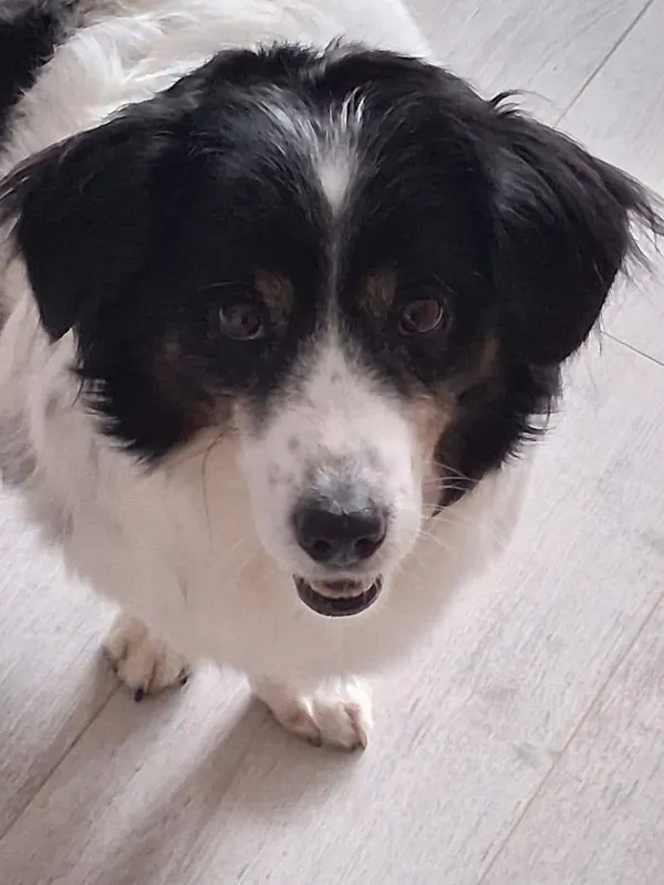 Oddam psa, Gdańsk, Oliwa, 6 września 2025 (2/4)