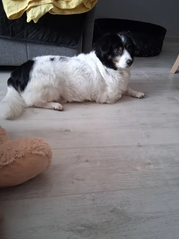 Oddam psa, Gdańsk, Oliwa, 6 września 2025 (3/4)