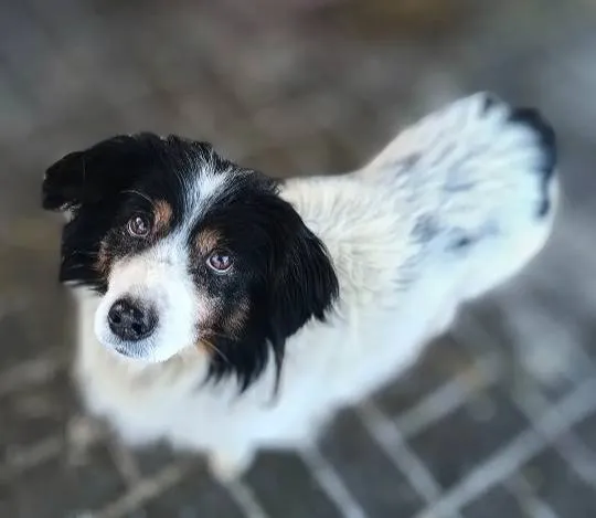 Oddam psa, Gdańsk, Oliwa, 6 września 2025 (4/4)