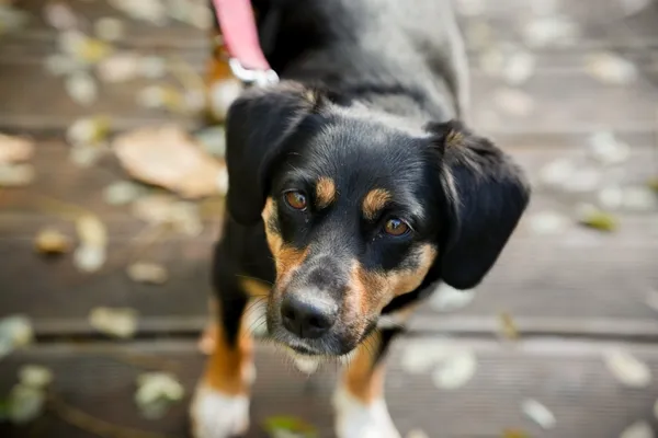 Znaleziono psa, Sosnowiec, 4 września 2025 (1/5)