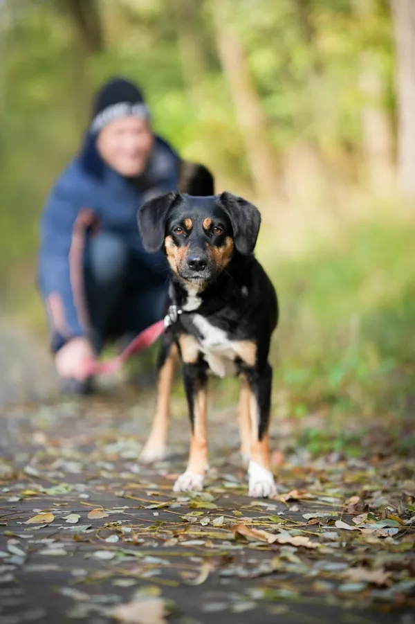 Znaleziono psa, Sosnowiec, 4 września 2025 (2/5)
