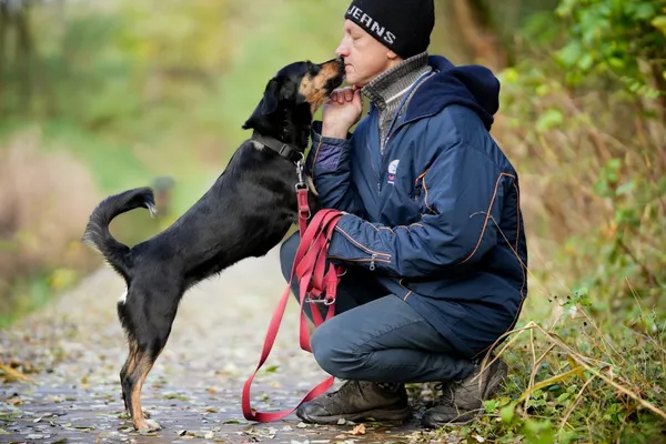 Znaleziono psa, Sosnowiec, 4 września 2025 (4/5)