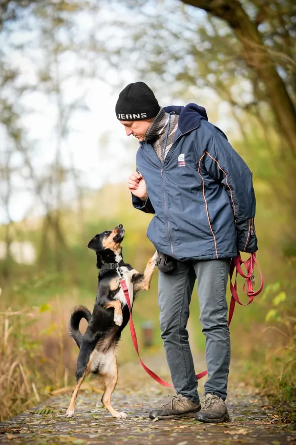 Znaleziono psa, Sosnowiec, 4 września 2025 (5/5)
