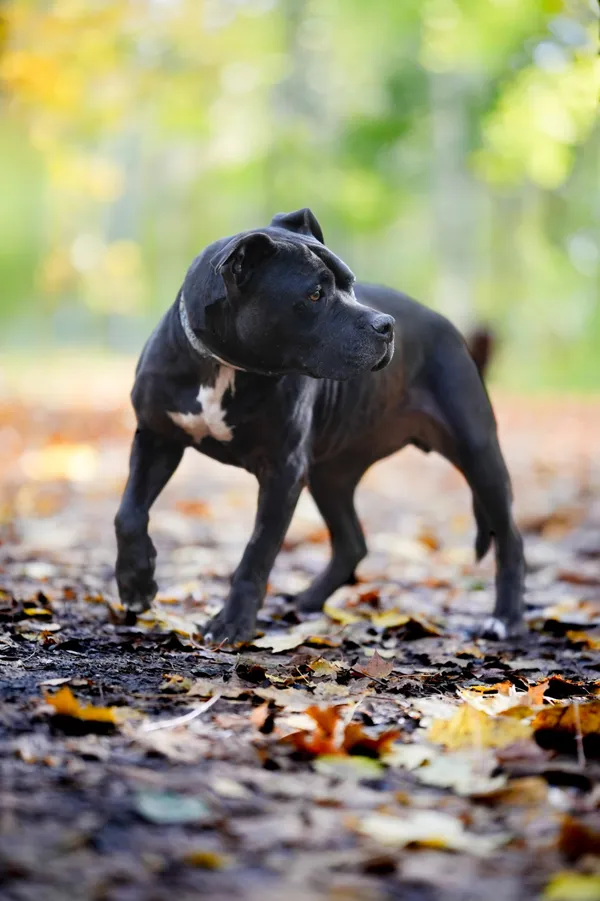 Znaleziono psa, Sosnowiec, 4 września 2025 (4/5)