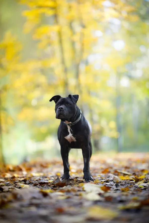 Znaleziono psa, Sosnowiec, 4 września 2025 (5/5)