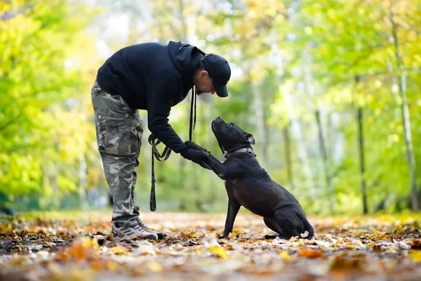 Znaleziono psa, Sosnowiec, 4 września 2025 (1/5)