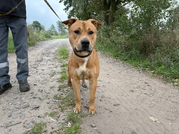 Znaleziono psa, Henrykowo, 29 sierpnia 2025 (2/3)