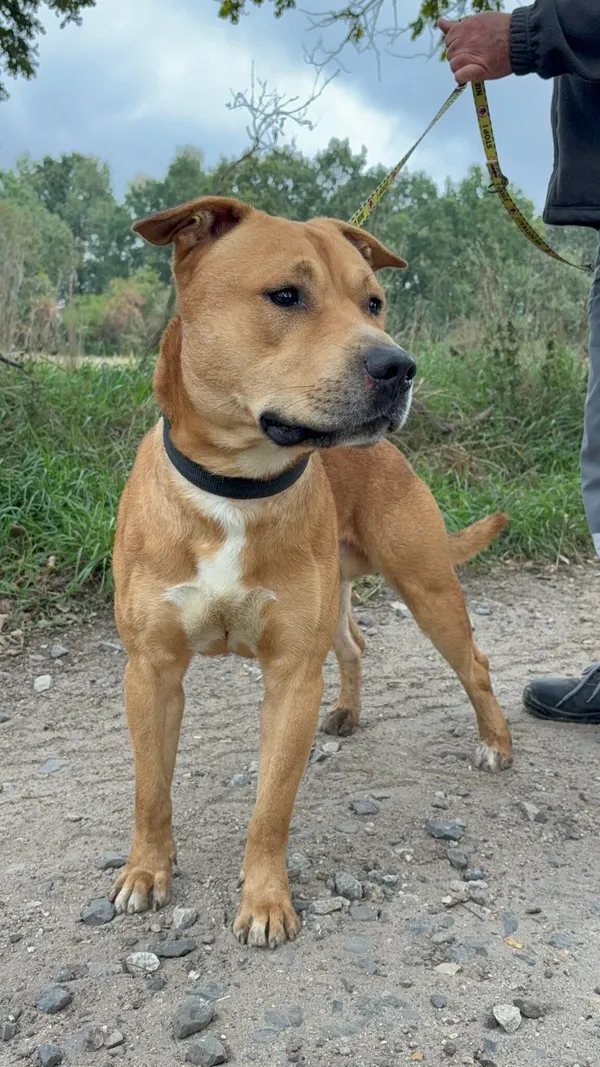 Znaleziono psa, Henrykowo, 29 sierpnia 2025 (3/3)