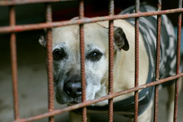 Znaleziono psa, Wałbrzych, 4 września 2025