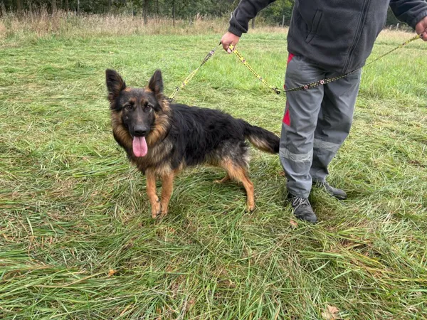 Znaleziono psa, Henrykowo, 29 sierpnia 2025 (2/3)