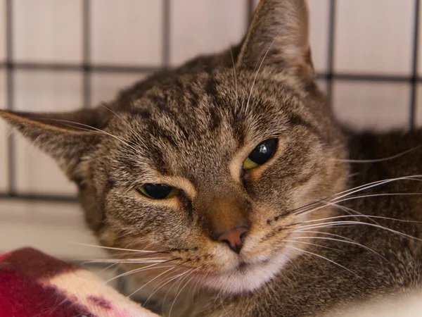 Znaleziono kota, Sosnowiec, 5 września 2025 (1/5)