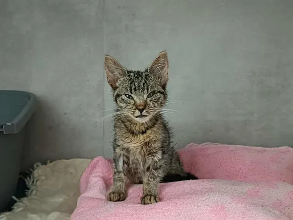 Znaleziono kota, Sosnowiec, 6 września 2025