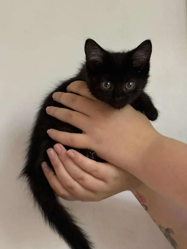 Znaleziono kota, Sosnowiec, 5 września 2025 (1/5)