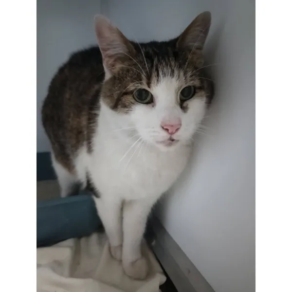 Znaleziono kota, Białystok, 6 września 2025