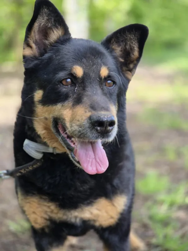 Oddam psa, Toruń, Wrzosy, 7 września 2025 (1/4)