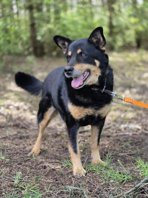 Oddam psa, Toruń, Wrzosy, 7 września 2025 (2/4)