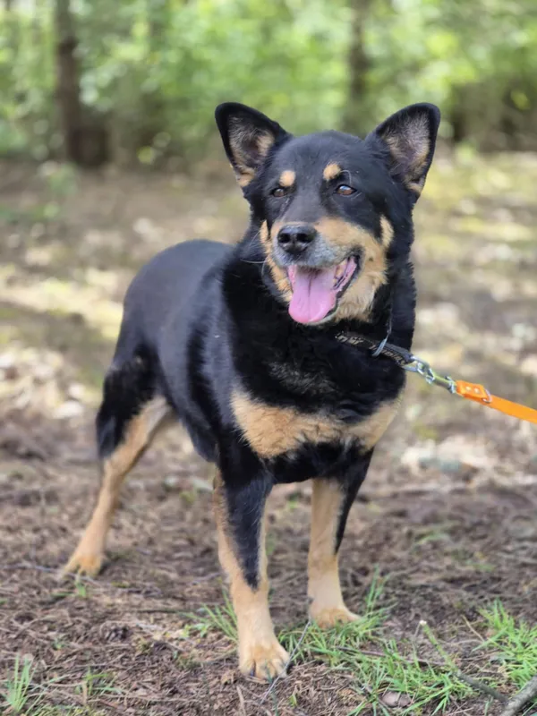 Oddam psa, Toruń, Wrzosy, 7 września 2025 (4/4)